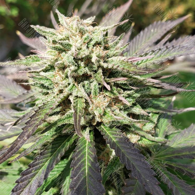 качественные семена конопли Cookies Haze feminised Kannabia Seeds качественные семена конопли Cookies Haze feminised Kannabia Seeds