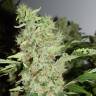 семена культурной конопли купить Bubble Gum regular Serious Seeds