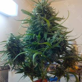 Moby Dick feminised Ganja Seeds