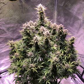 Auto AK regular Ganja Seeds