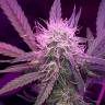 урожайные семена конопли Auto Lemon Haze feminised