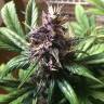 Auto Buddha Purple Kush feminised Buddha Seeds