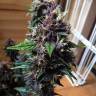 Auto Buddha Purple Kush feminised Buddha Seeds