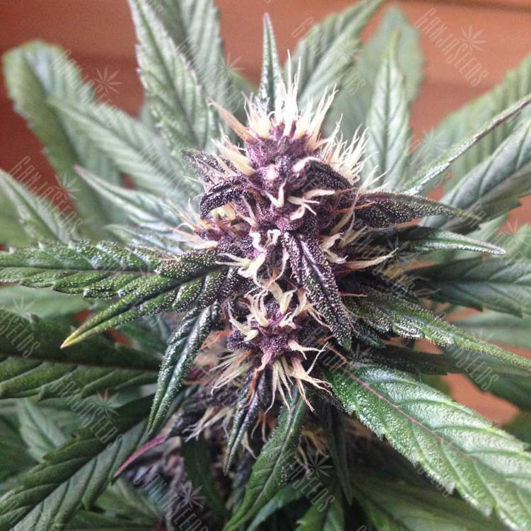 Auto Buddha Purple Kush feminised Buddha Seeds