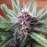 Auto Buddha Purple Kush feminised Buddha Seeds