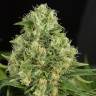 семена конопли медицинских сортов Shark Shock CBD feminised Dinafem Seeds