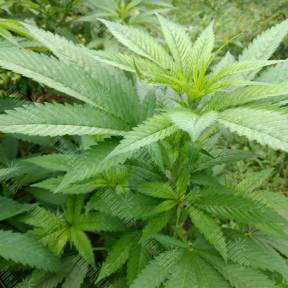 Colombian Jack feminised Kannabia Seeds