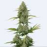 семена конопли Colombian Jack feminised Kannabia Seeds семена конопли Colombian Jack feminised Kannabia Seeds