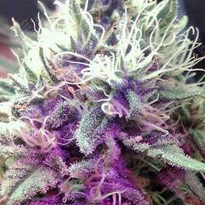 White Castle feminised Nirvana Seeds