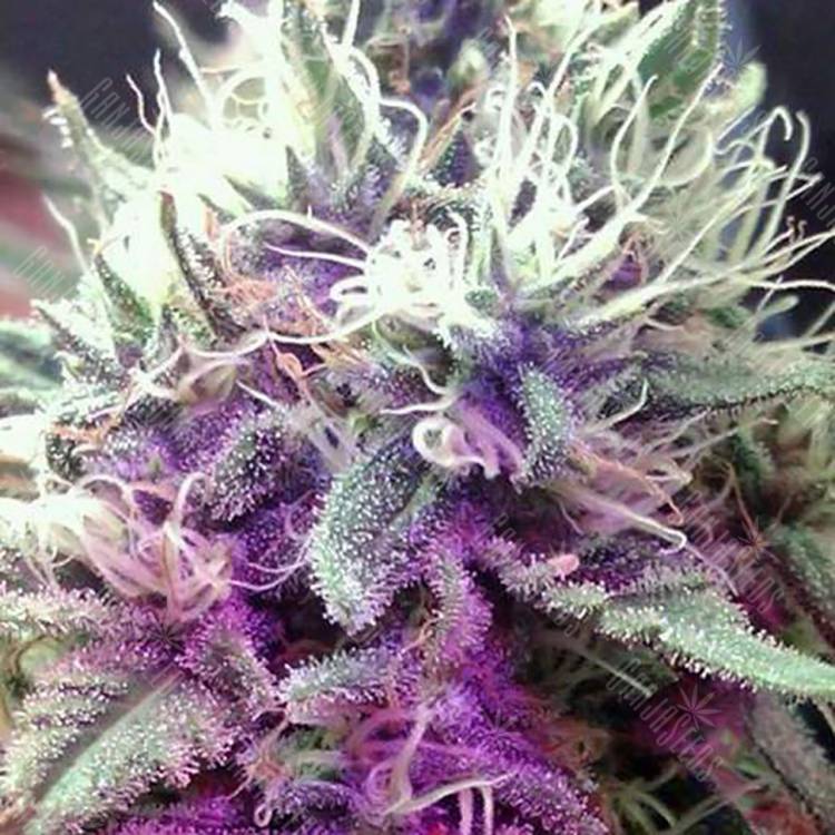 семена конопли f1 в оригинальной упаковке White Castle feminised Nirvana Seeds