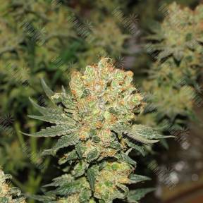 Chronic regular Serious Seeds