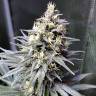 Семена конопли Auto Chocolope feminised GanjaLiveSeeds
