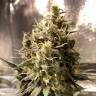 Качественные семена конопли Auto Chocolope feminised GanjaLiveSeeds