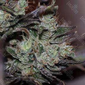 Early Durban feminised Ganja Seeds