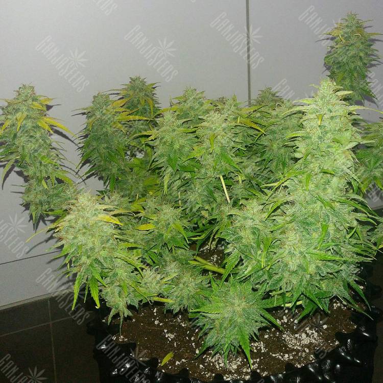 качественные семена конопли Auto Orange feminised