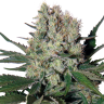 семена конопли наложенным платежом Auto Syrop feminised