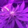 урожайные семена конопли White Rhino feminised Nirvana Seeds
