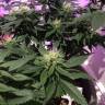 семена конопли недорого White Rhino feminised Nirvana Seeds