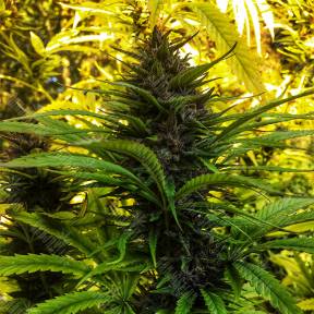 Skywalker Kush feminised Reserva Privada