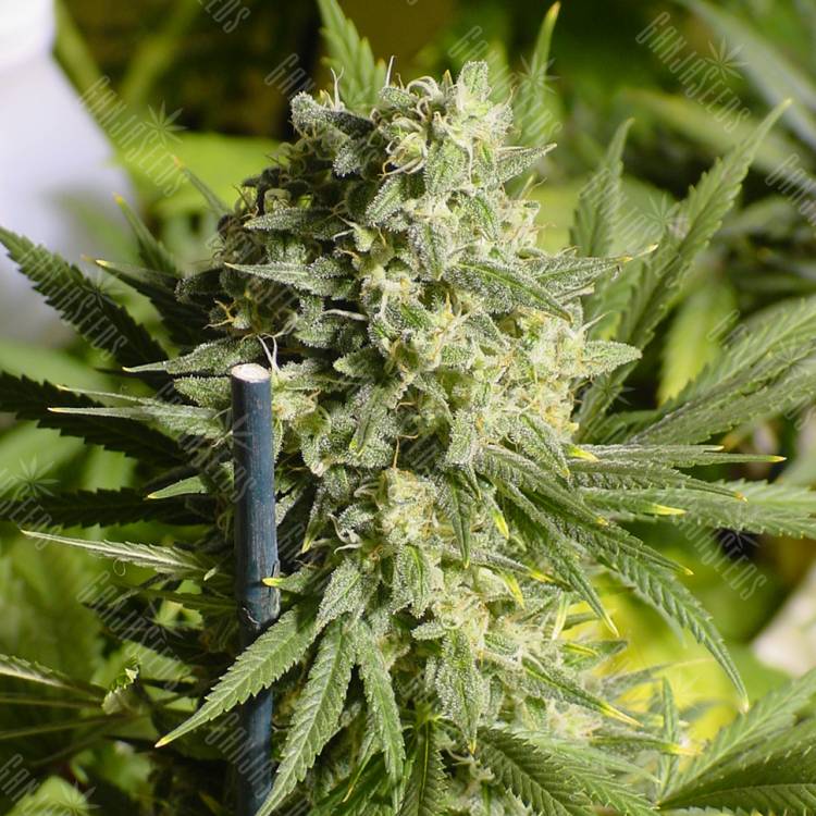 семена конопли в интернете Double Dutch regular Serious Seeds