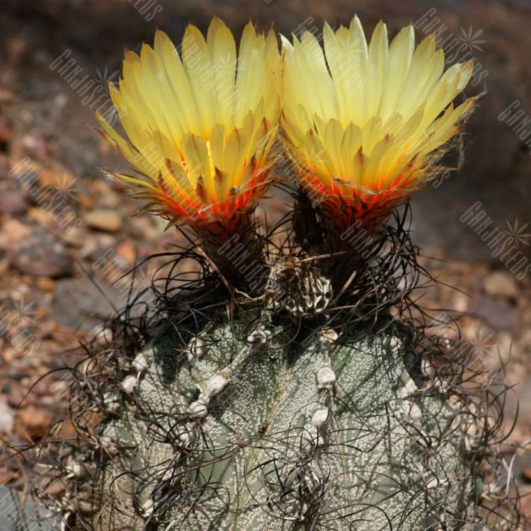 Семена кактуса Astrophytum capricorne
