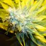семена конопли курьером Auto Pineapple feminised семена конопли курьером Auto Pineapple feminised