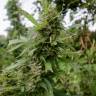 семена конопли аутдор Auto Pineapple feminised семена конопли аутдор Auto Pineapple feminised