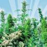 семена конопли для посадки купить MIX feminised