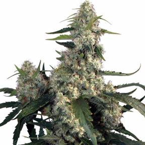 Buddha Quasar feminised Buddha Seeds