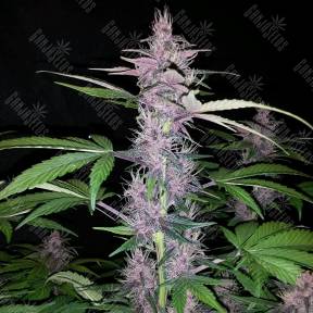 Auto Zaisan feminised Bang Seeds
