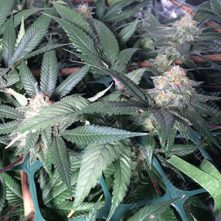 семена конопли Спб Sensi Skunk x Jamaica (Pegas) regular Ganja Seeds семена конопли Спб Sensi Skunk x Jamaica (Pegas) regular Ganja Seeds