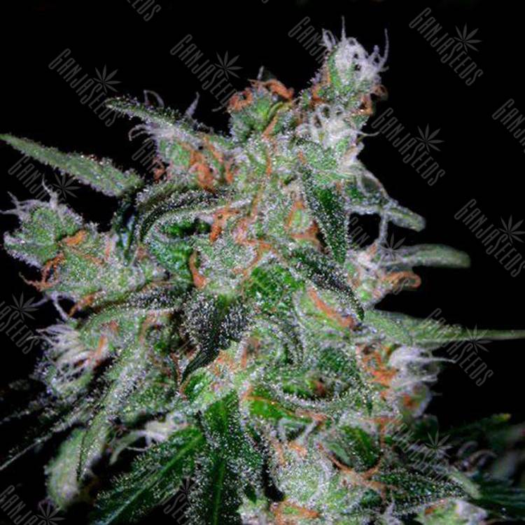 семена сортовой конопли Auto 60 Day Lemon feminised DNA Genetics семена сортовой конопли Auto 60 Day Lemon feminised DNA Genetics