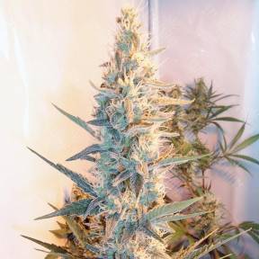 Outdoor Grapefruit feminised Female Seeds