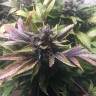 заказ семян конопли Москва White Widow feminised Nirvana Seeds