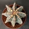 Недорогие семена кактуса Astrophytum asterias x ornatum
