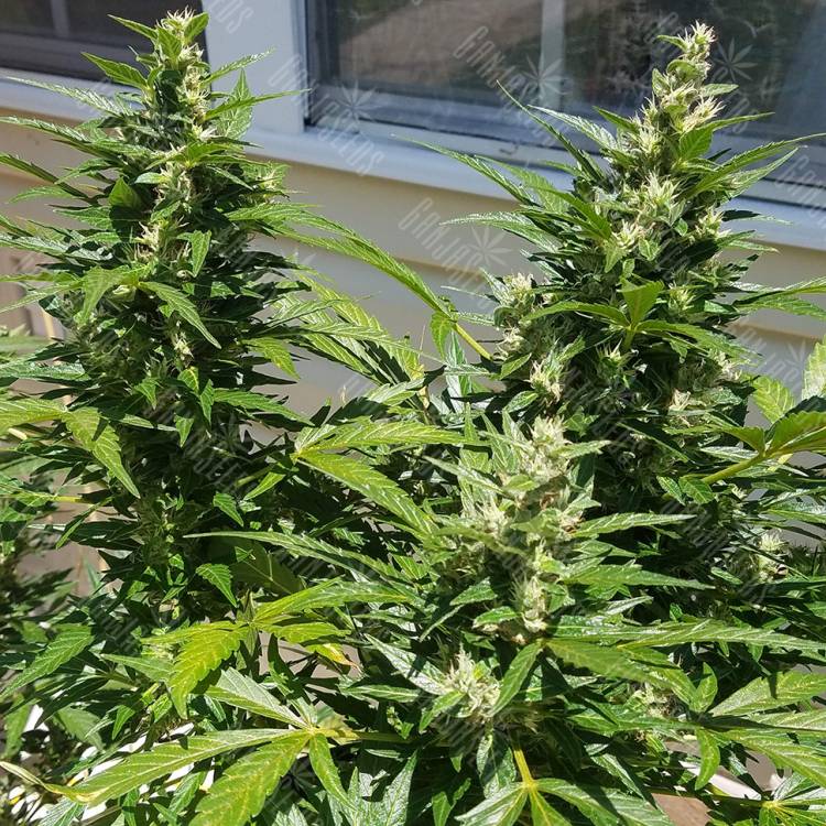 семена конопли дешево Auto Afghani regular