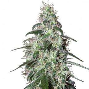 Buddha Pulsar feminised Buddha Seeds