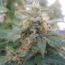 семена культурной конопли купить Sensi Skunk x Lowryder (Senlow) regular Ganja Seeds