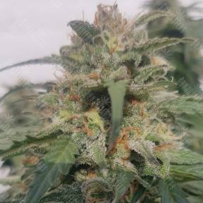 Sensi Skunk x Lowryder (Senlow) regular Ganja Seeds