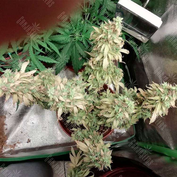 заказ семян конопли Москва Auto Sweet Tooth feminised Barneys Farm заказ семян конопли Москва Auto Sweet Tooth feminised Barneys Farm