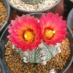 Astrophytum asterias var. Rote Bluete
