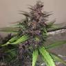 Автоцветущие семена конопли Auto Bloody Skunk feminised GanjaLiveSeeds
