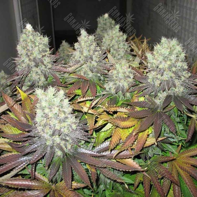 Auto Somango regular Ganja Seeds Auto Somango regular Ganja Seeds