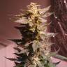 семена конопли купить Auto AK 49 feminised Ganja Seeds