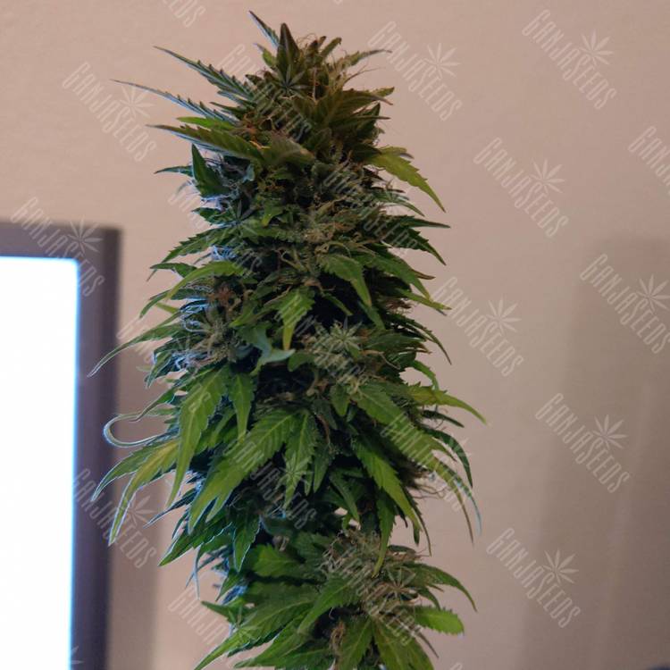 семена конопли автоцвет Auto AK 49 feminised Ganja Seeds