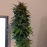 семена конопли автоцвет Auto AK 49 feminised Ganja Seeds