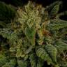 элитные сорта конопли Sevilla Cheese feminised