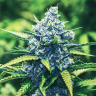 семена конопли курьером Blue feminised