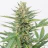 Auto Medical CBD feminised Ganja Seeds