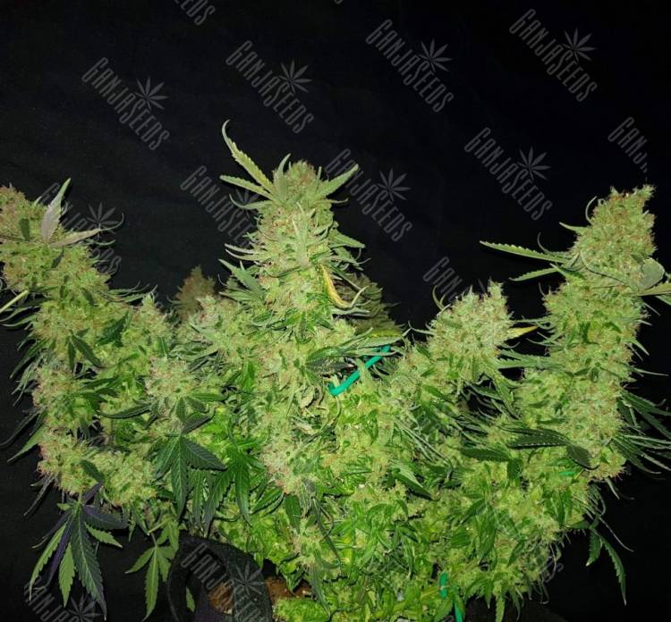 Auto Medical CBD feminised Ganja Seeds